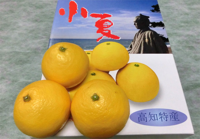 土佐小夏