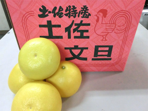 土佐文旦
